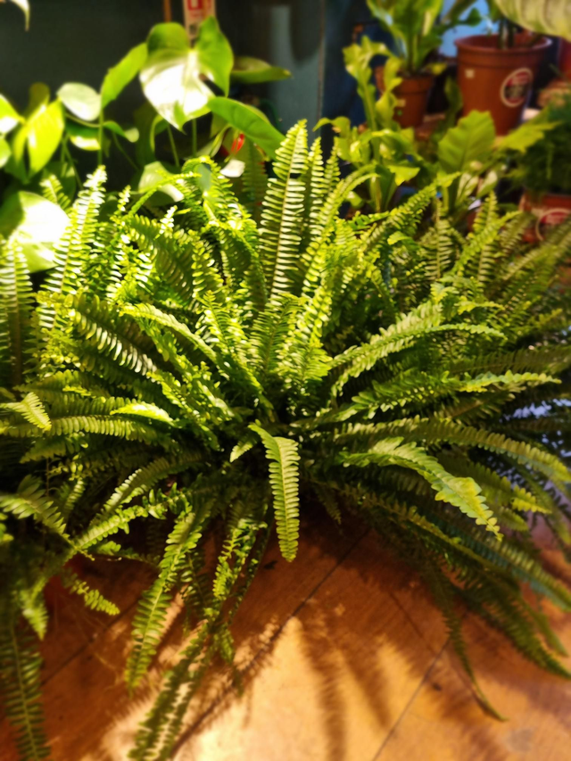 Nephrolepis green lady 17cm pot 