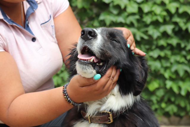 Massage Canin
