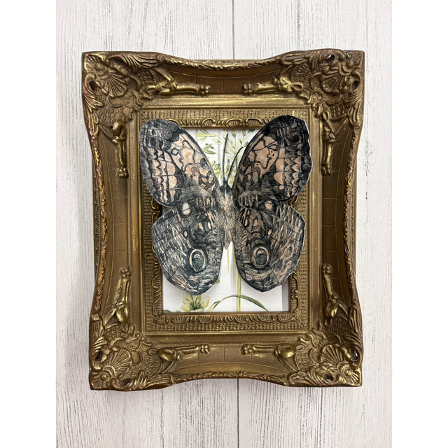 Vintage owl butterfly
