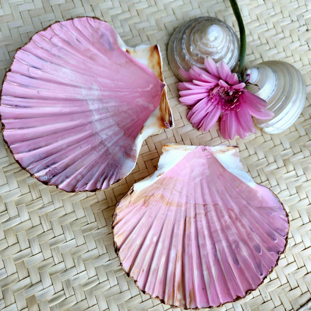 "Pearl pink" scallop shell dish