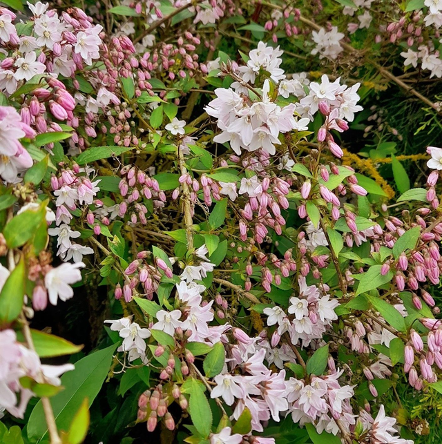 Deutzia Longifolia - 1ltr pot