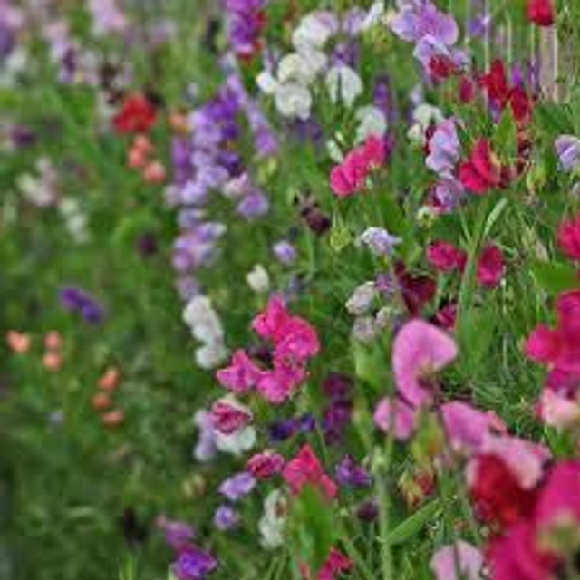Sweet Pea 