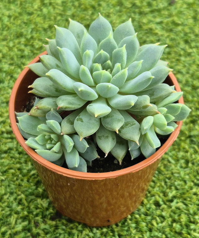 Sedeveria Hybrid