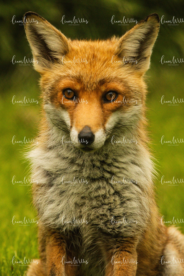 Fox Portrait Print