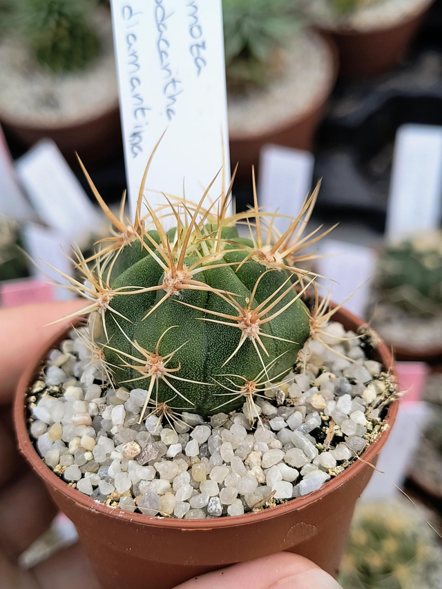 Denmoza rhodacantha v. diamantina