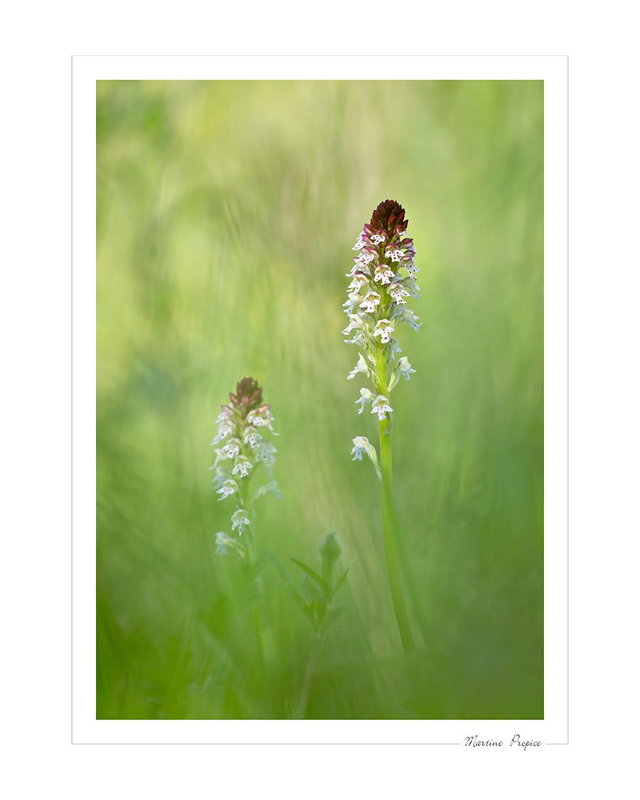 C211 - Orchis brûlé