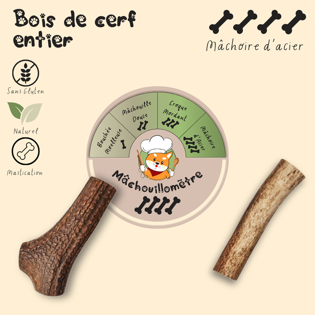 Bois de cerf entier