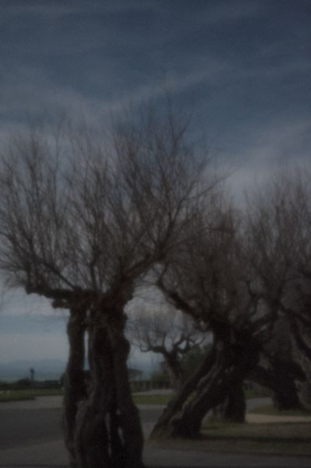 51# . Tamaris de décembre