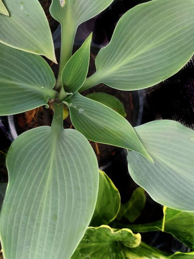 Hosta (Tardiana group) 'Halcyon' Bare-root