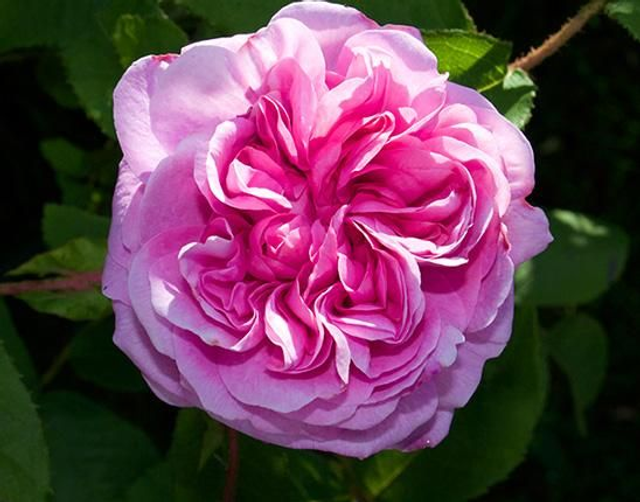 Lavish Blossom 
