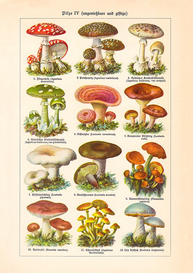Vintage Mushrooms Chart IV Pilze IV