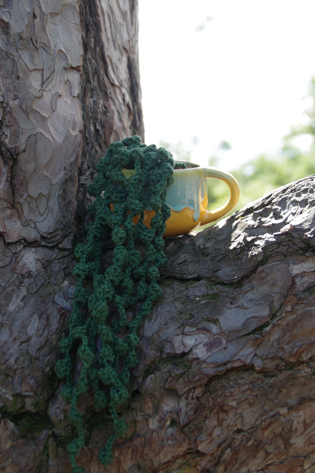 Succulente séneçon de Rowley