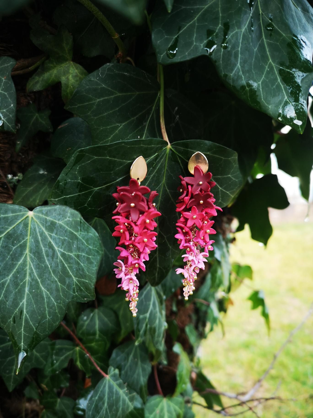 Boucles d'oreilles Signature Pourpre