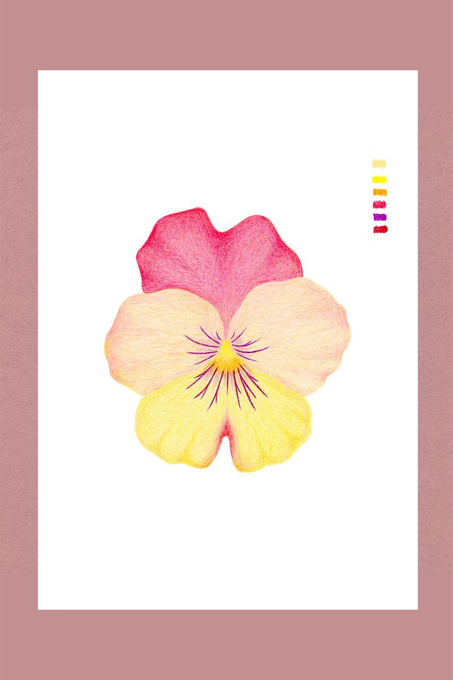 Illustration fleur de pensée au crayons de couleur