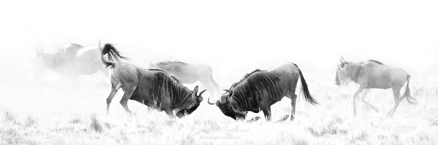 Tirage "Gnou unchained"