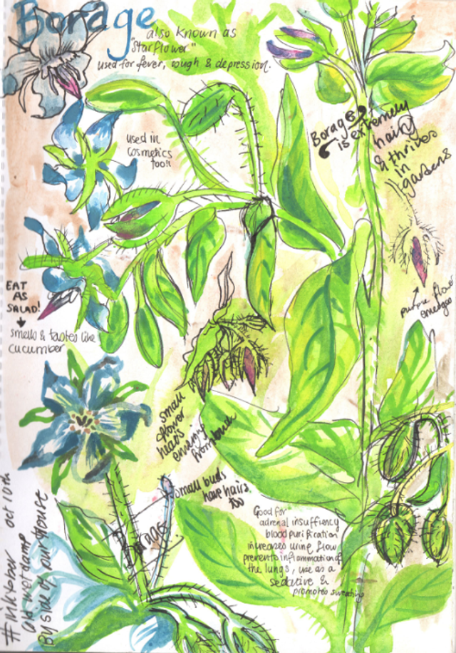 Borage Nature art journal page tea towel - 100% organic cotton tea towel