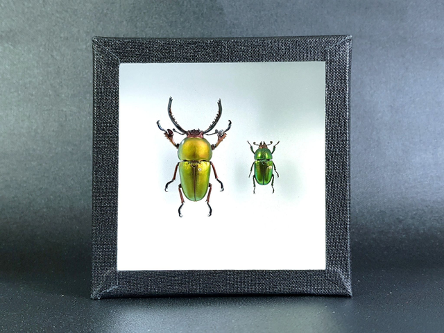 Lamprima adolphinae C