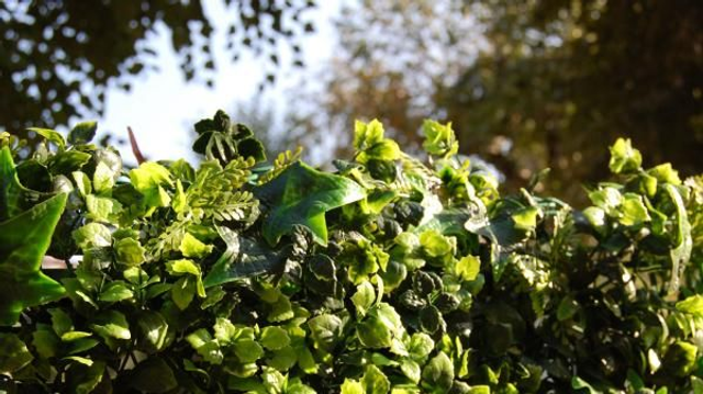 Siepe Sintetica - Divy Saltus