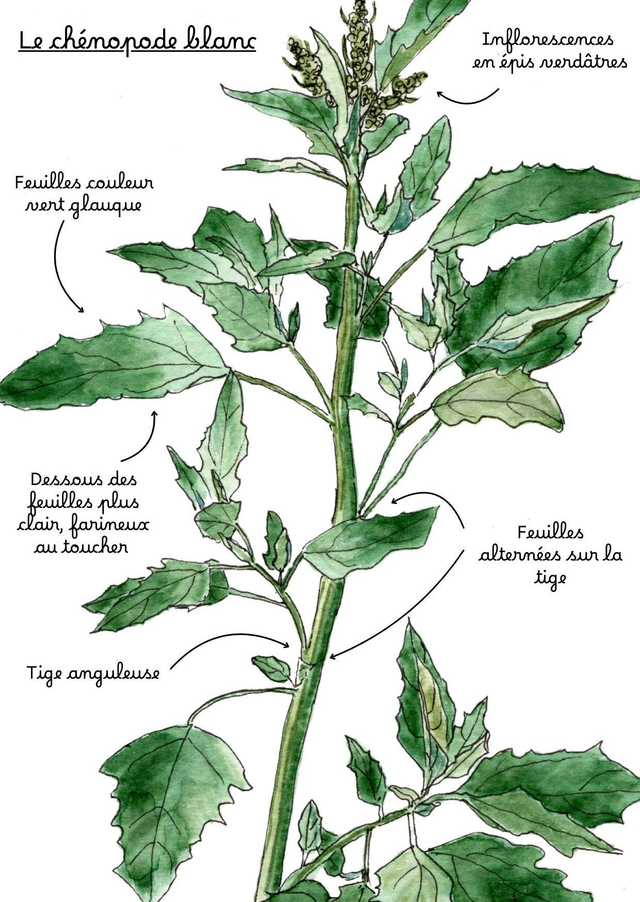 Carte postale "Le chénopode blanc"