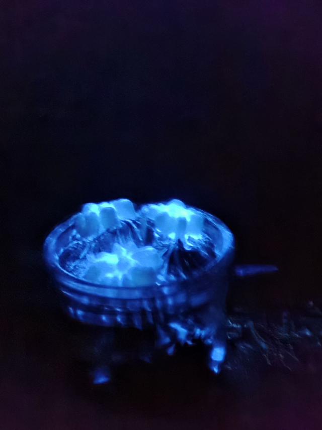 Araignée phosphorescente