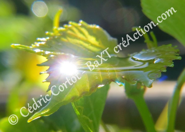 1 - Carte postale - Rosée et gouttes de pluie (Ref 4616)