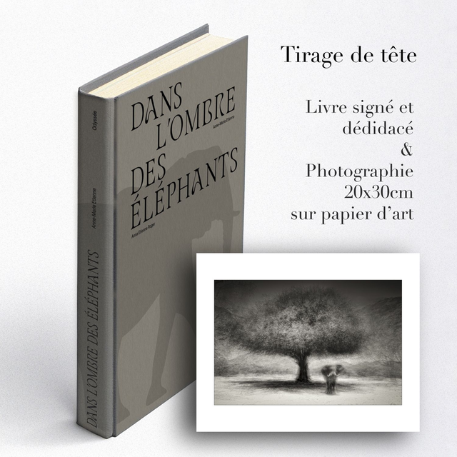 Dans l'ombre des éléphants