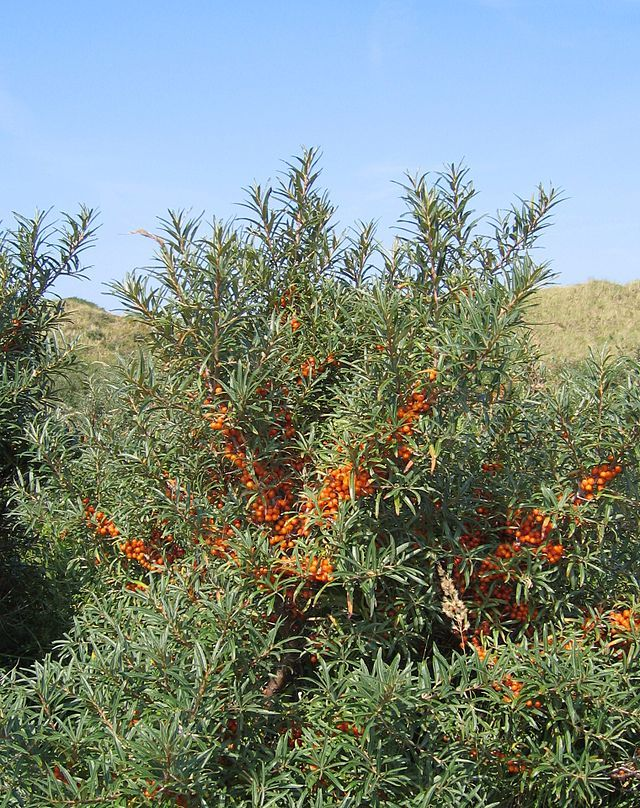 Argousier (Hippophae rhamnoides)