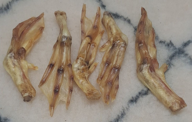 37 - Patte de Canard Lot de 10