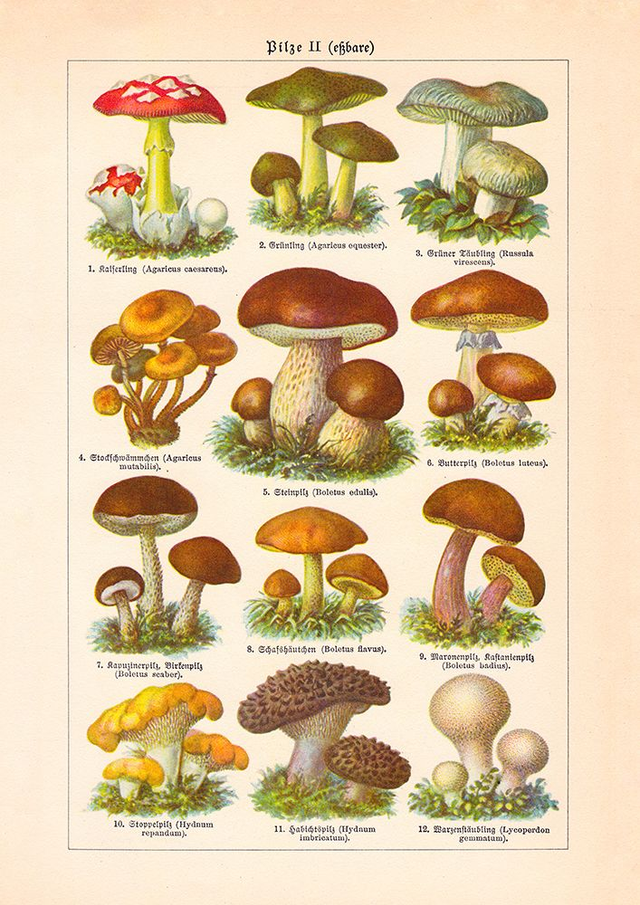 Vintage Mushrooms Chart II Pilze II