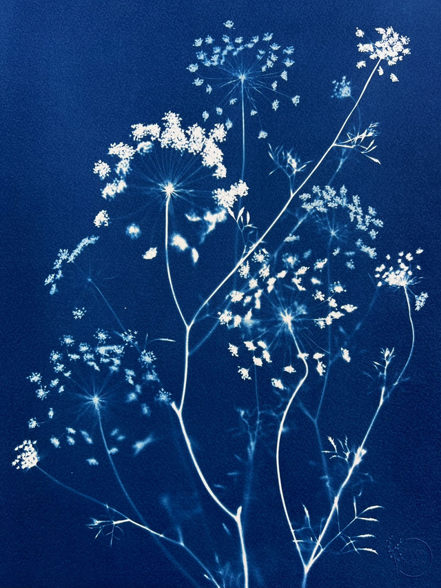 &quot;Ombelles&quot; Cyanotype original
