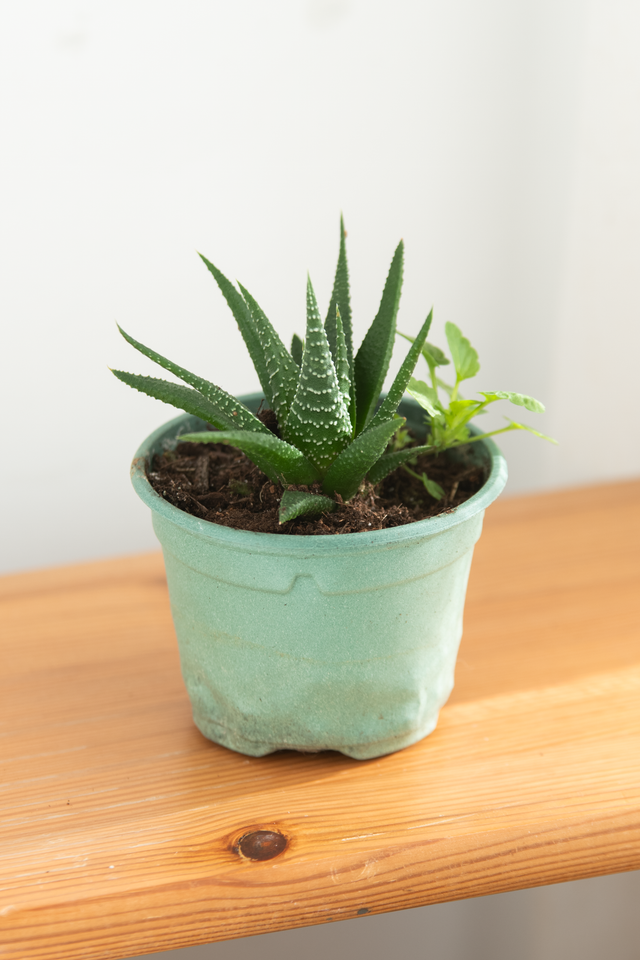 Haworthia Fasciata 🌿