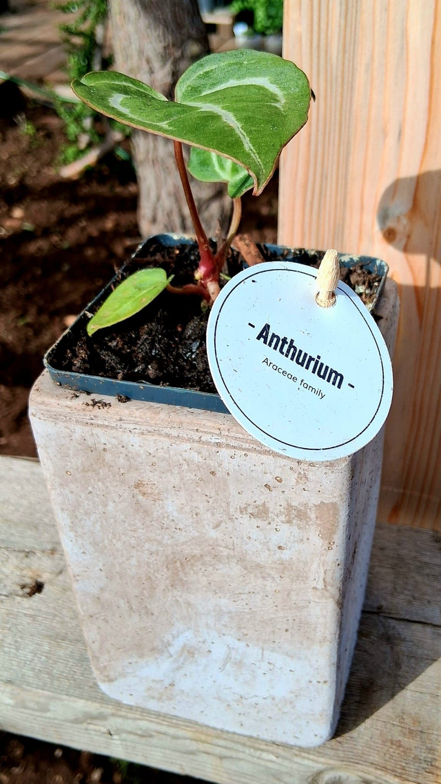 C85 . Anthurium clarinervium in "CUBO ETRUSCO 15"