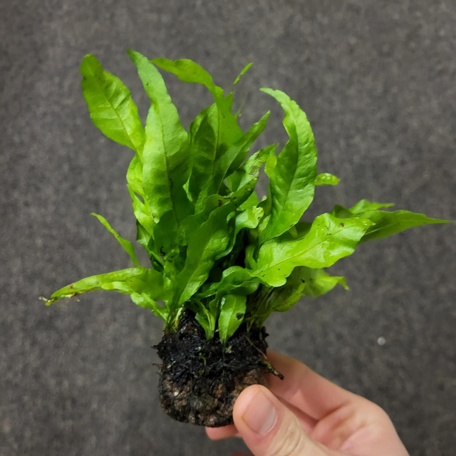 Microsorum op lavasteen 8946005310305