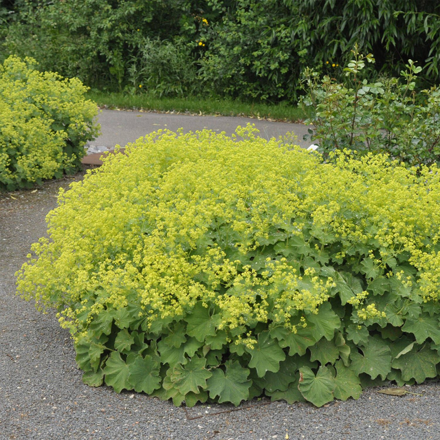 A03 . Alchemilla mollis