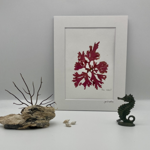 Real Pressed Seaweed