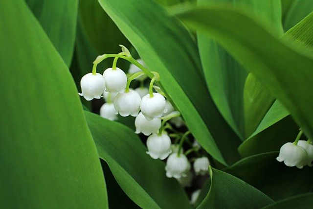 MUGUET