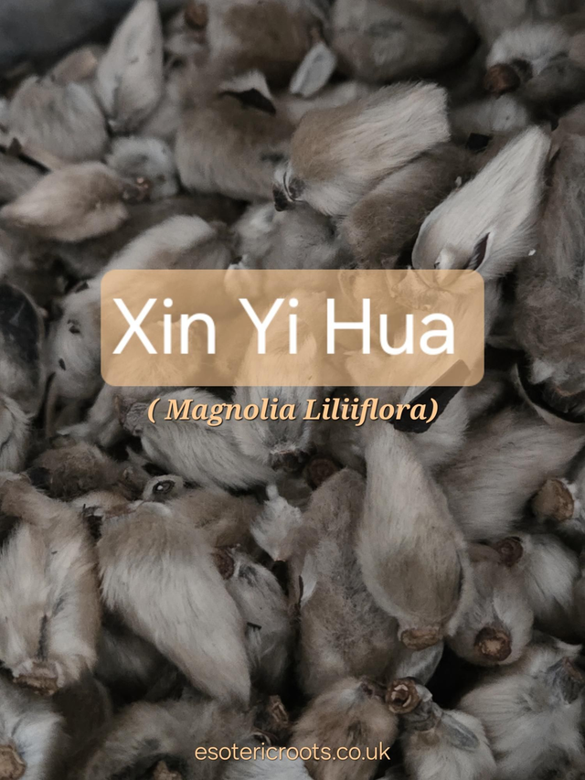 Xin Yi Hua | Magnolia Flower for Clarity &amp; Spiritual Opening