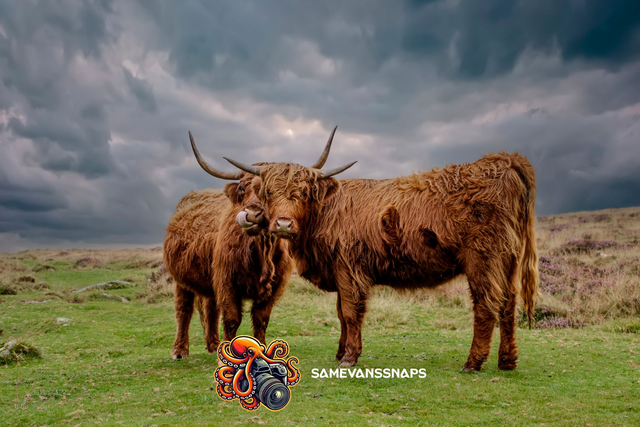 Sentinels In The Storm