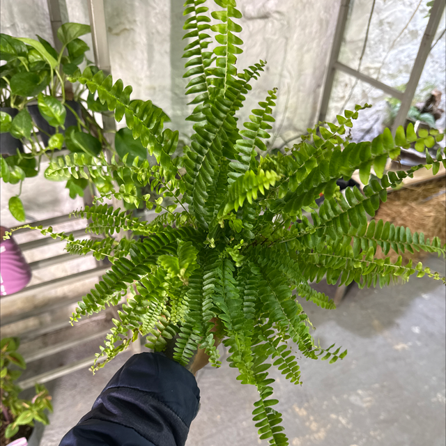 Baby fougère (nephrolepsis) 