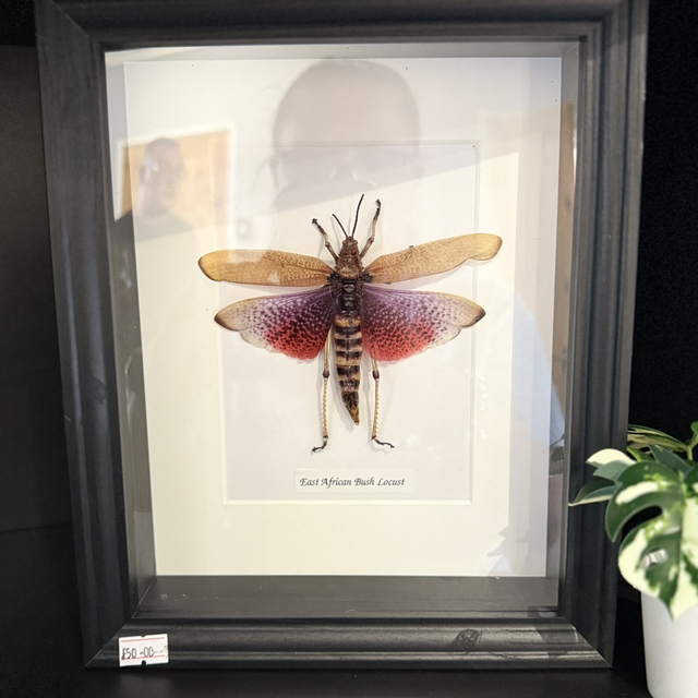 East African Bush Locust