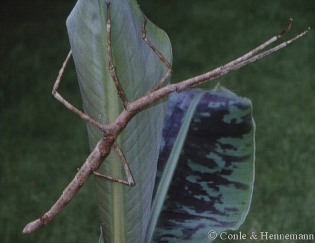 Stick insect Tirachoidea jianfenglingensis x 5