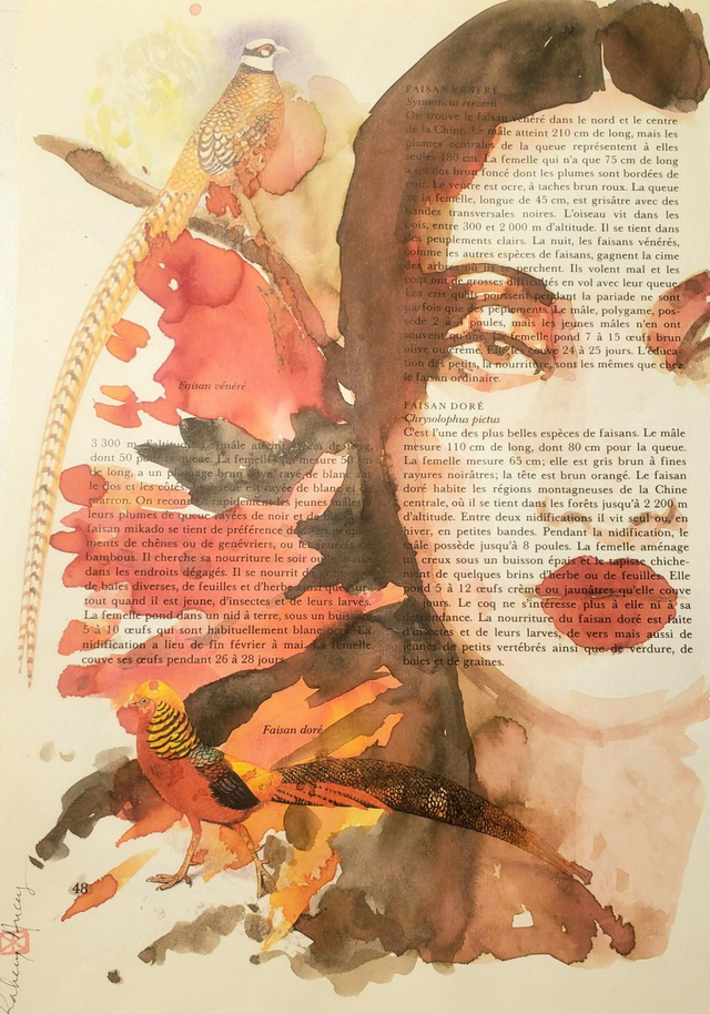 Faisan vénéré 