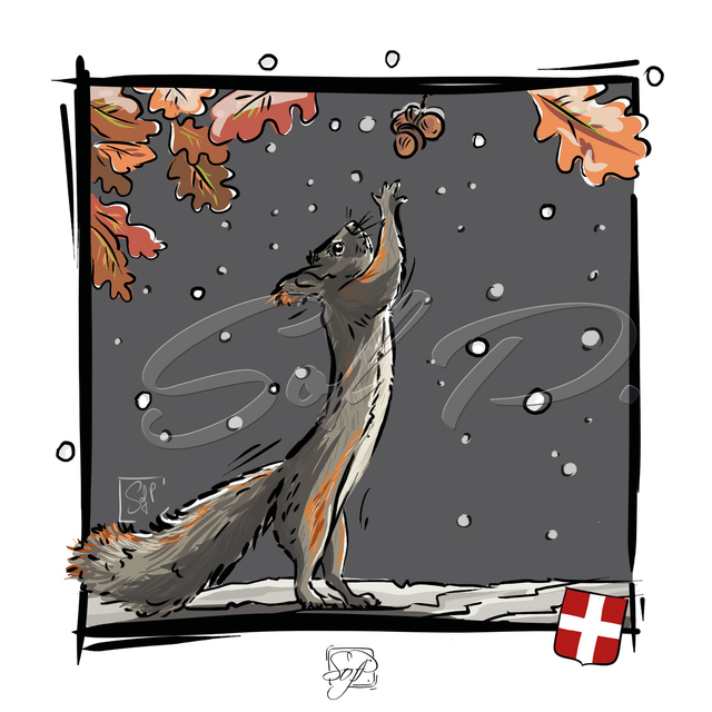ANIMAUX D'ICI - L'écureuil