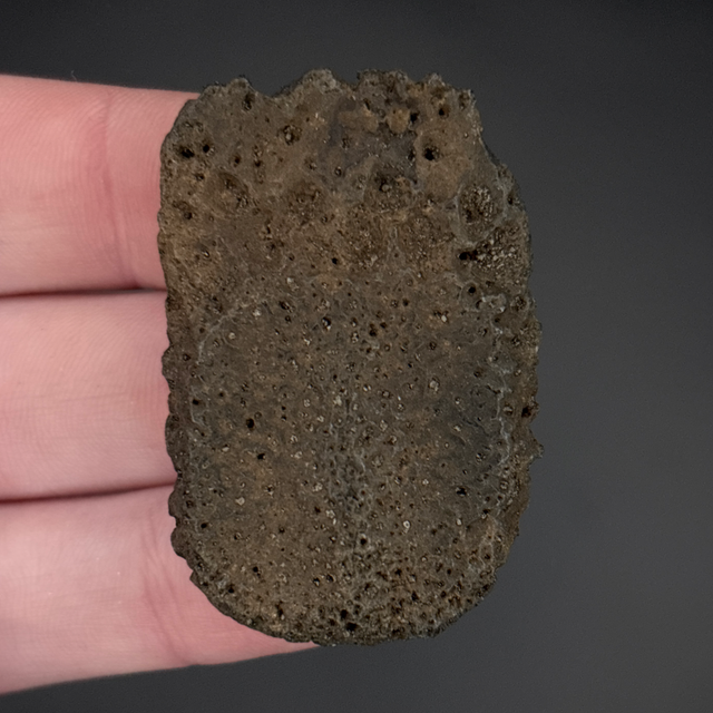 Holmesina Giant Armadillo Scute 