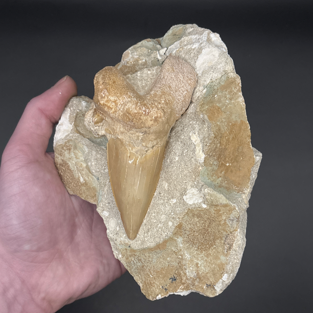 Otodus Shark Tooth
