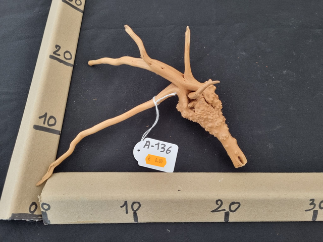 Racine araignée A-136