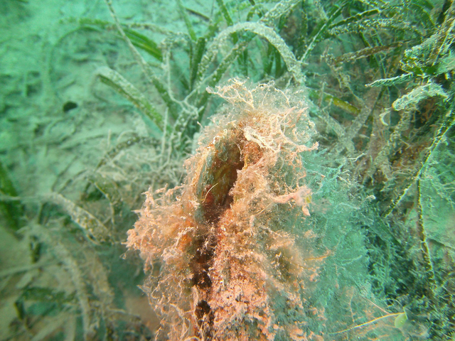 10er Tauchpaket o. Ausrüstung / Guide