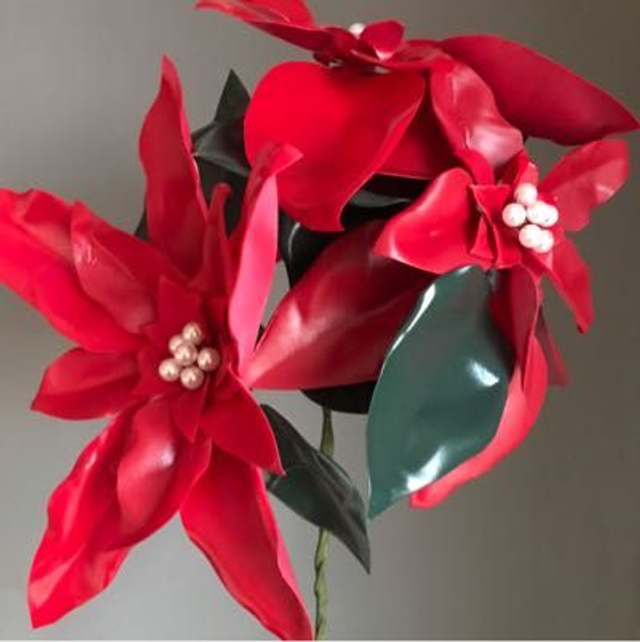 Poinsettia 