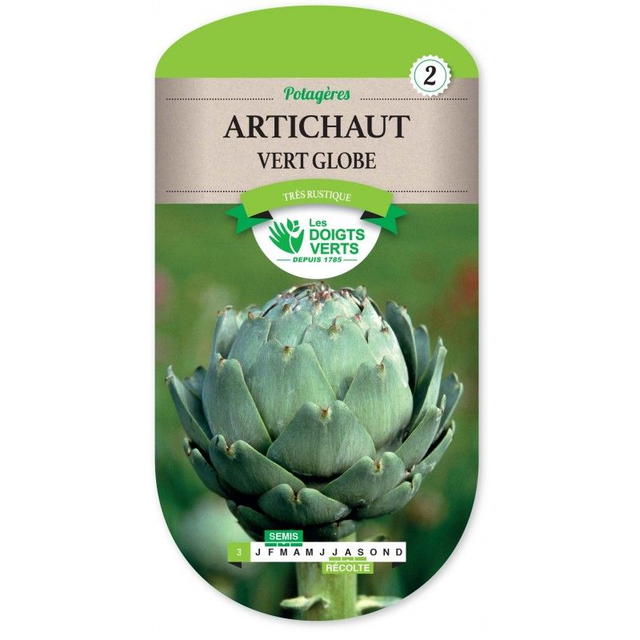 Artichaut Vert Globe