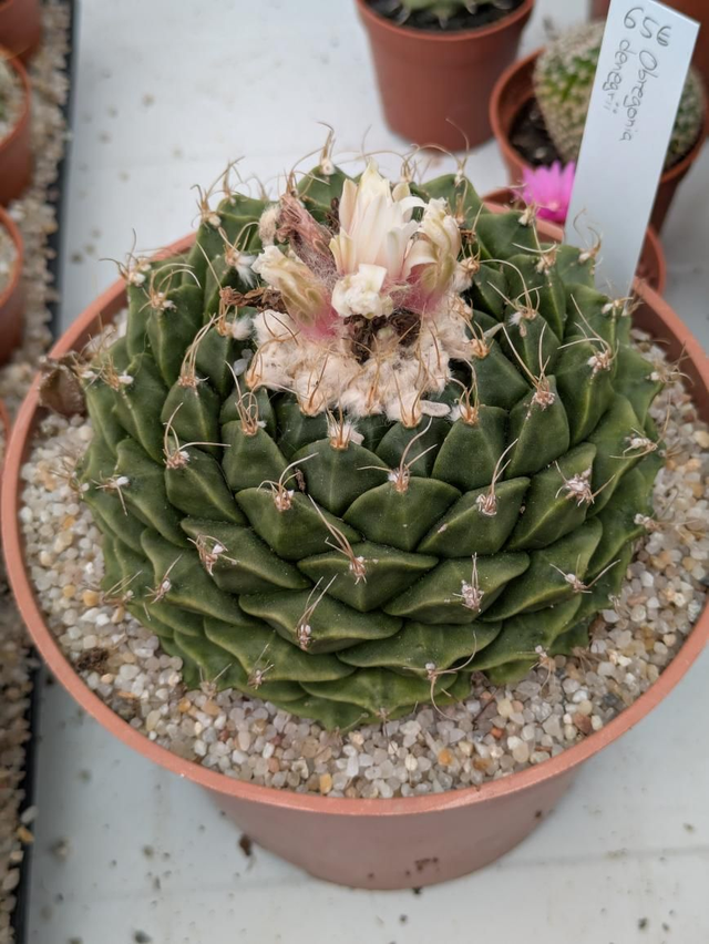 Obregonia denegrii